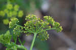 Nuttall's prairie parsley